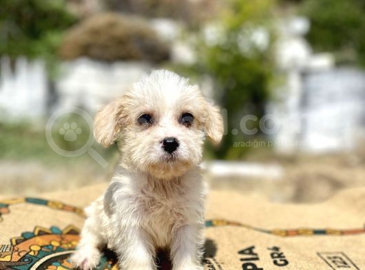 0 Numr Prenses Maltipoo Yavrumuz görsel