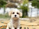 0 Numr Prenses Maltipoo Yavrumuz