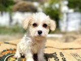 0 Numr Prenses Maltipoo Yavrumuz