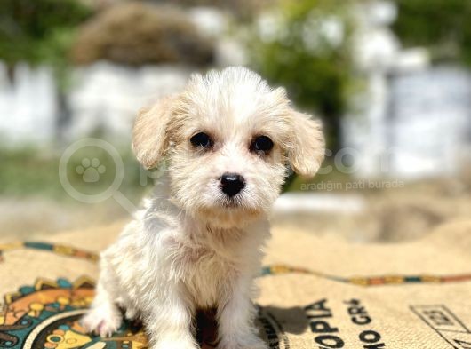 0 Numr Prenses Maltipoo Yavrumuz görsel