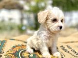 0 Numr Prenses Maltipoo Yavrumuz