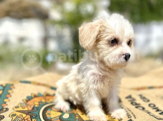 0 Numr Prenses Maltipoo Yavrumuz görsel