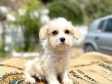 0 Numr Prenses Maltipoo Yavrumuz