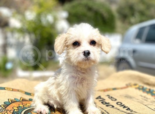 0 Numr Prenses Maltipoo Yavrumuz görsel