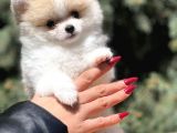 Secereli Teacup Tattoolu pomerian