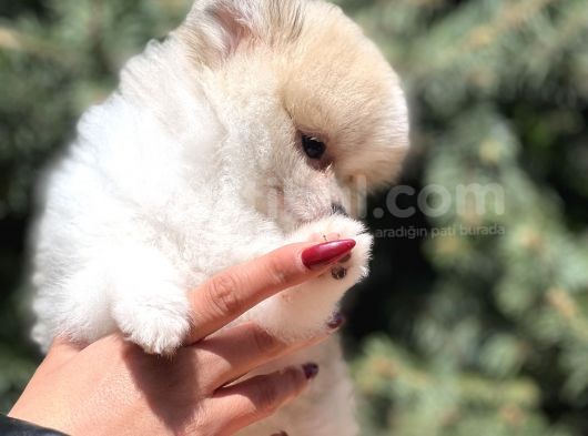 Secereli Teacup Tattoolu Pomerian görsel