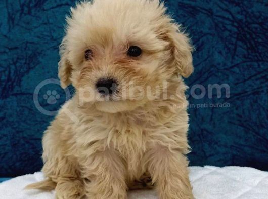 Muhteşem Maltipoo Prensesler görsel