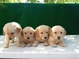 Golden Bebekler