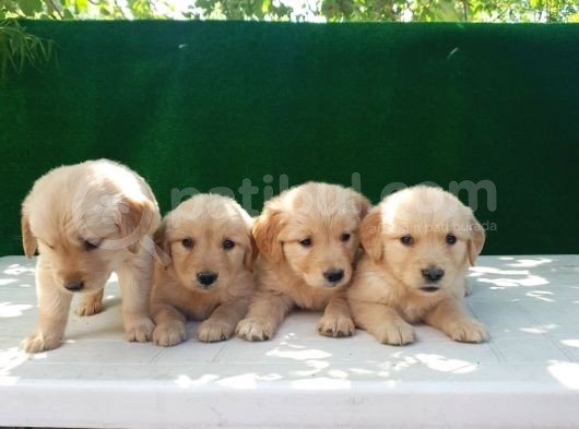 Golden Bebekler görsel