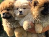 A KALİTE CHOW CHOW YAVRULARI