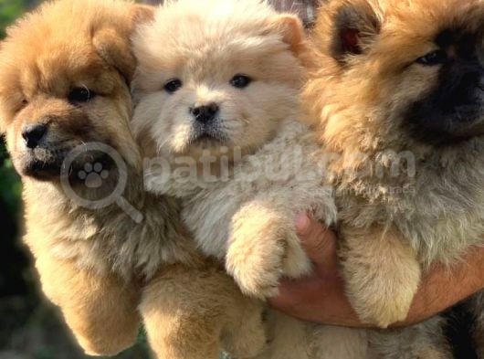 A Kali̇te Chow Chow Yavrulari