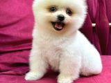 2 Aylık Pomeranian Yavrular 