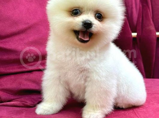 2 Aylık Pomeranian Yavrular  görsel