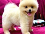 2 Aylık Pomeranian Yavrular 