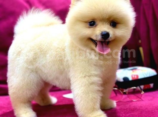 2 Aylık Pomeranian Yavrular  görsel