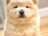 A Kali̇te Chow Chow Yavrulari