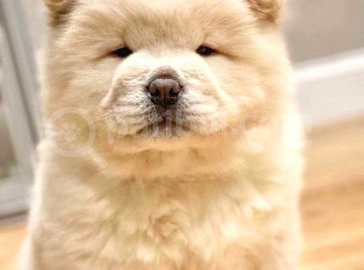 A Kali̇te Chow Chow Yavrulari görsel