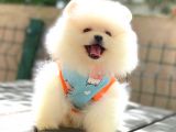 Oyuncak Ayicik Pomerani̇an Boo