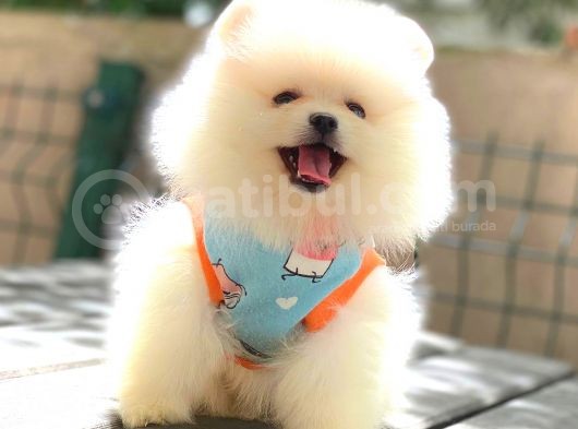 Oyuncak Ayicik Pomerani̇an Boo görsel