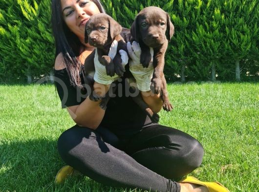 Çikolata Labrador görsel