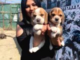 Safkan Beagle Yavrularım