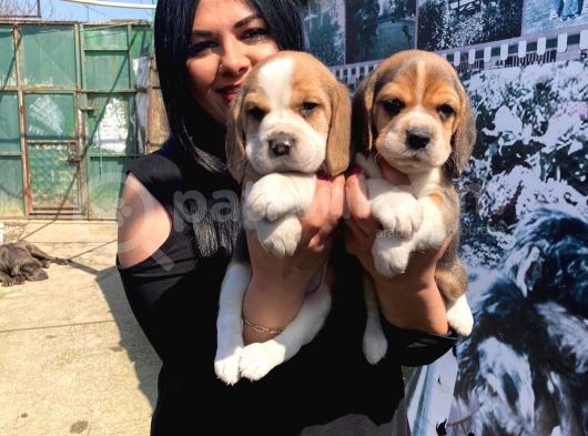 Safkan Beagle Yavrularım görsel