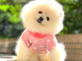 MİNİ BOY POMERANİAN BOO