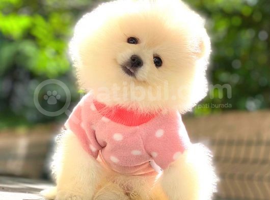 Mi̇ni̇ Boy Pomerani̇an Boo