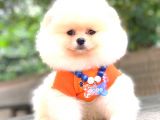 Ayi Surat Pomerani̇an Boo