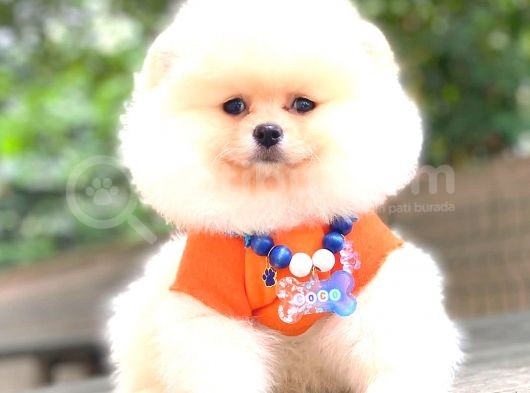 Ayi Surat Pomerani̇an Boo görsel
