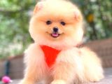 TEDDY FACE ÜST KALİTE DİŞİ POMERANİAN BOO