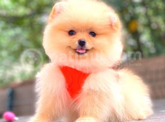 Teddy Face Üst Kali̇te Di̇şi̇ Pomerani̇an Boo
