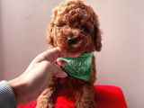 Red Brown Toy Poodle Yavrularimiz
