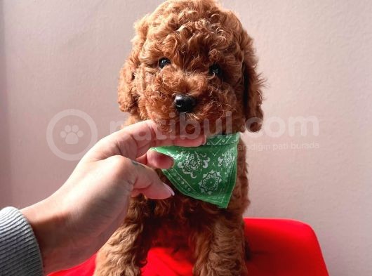 Red Brown Toy Poodle Yavrularimiz görsel