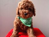 Mi̇ni̇ Boy Ori̇ji̇nal Toy Poodle Bebekleri̇mi̇z