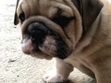 Show Kali̇te İngiliz Buldogg Yavrularımız