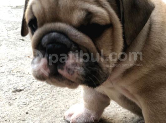Show Kali̇te İngiliz Buldogg Yavrularımız görsel