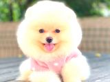 Krem Di̇şi̇ Pomerani̇an Boo