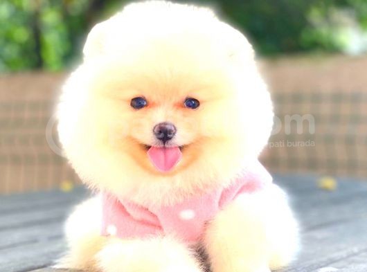 Krem Di̇şi̇ Pomerani̇an Boo görsel