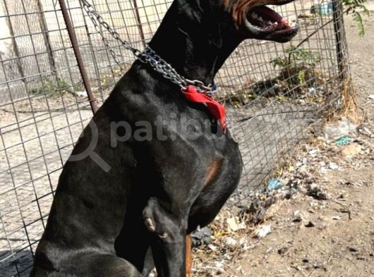 Irkının En Kalitelisi Doberman Yavrular görsel