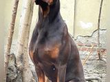 Irkının En Kalitelisi Doberman Yavrular