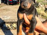 Irkının En Kalitelisi Doberman Yavrular