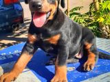 Irkının En Kalitelisi Doberman Yavrular
