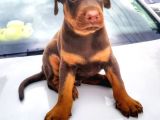 Irkının en kalitelisi doberman yavrular