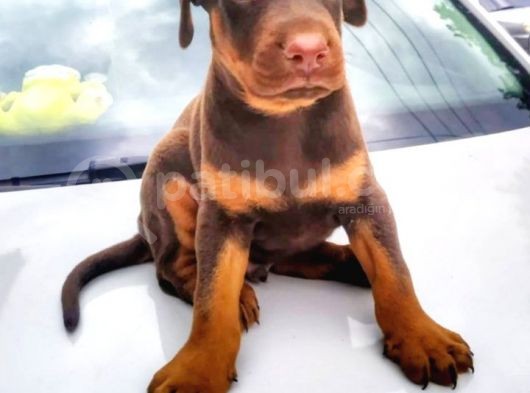 Irkının En Kalitelisi Doberman Yavrular