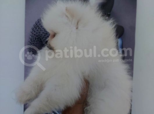 Orjinal Boo Yavrular Her Renk Bebek Mevcuttur Canlı Görebilirsiniz