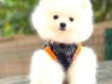 Boo Pomerani̇an Teddy Face