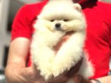 pOMERANİAN BOO
