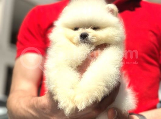 Pomerani̇an Boo