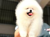 Pomerani̇an Boo